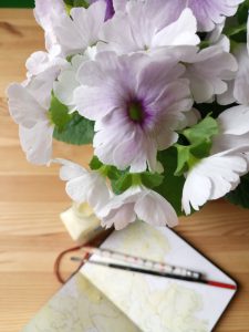 Purple primula flowers with an open sketchbook and pencil and brush in the background.