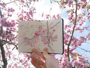 sketchbook with cherryblossom drawing held against a sky filled with flowering cherry blossom branches.
