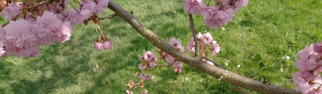 branche with cherryblossoms on a sunny day